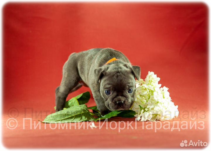 Французский бульдог