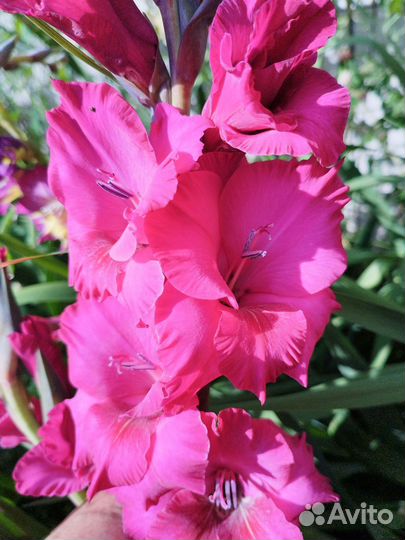 Гладиолусы луковицы