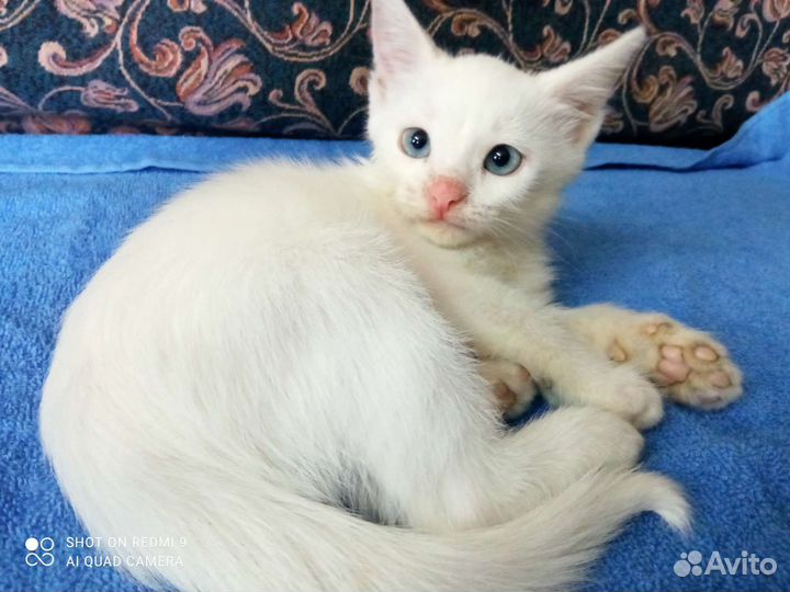 Котята турецкой ангоры