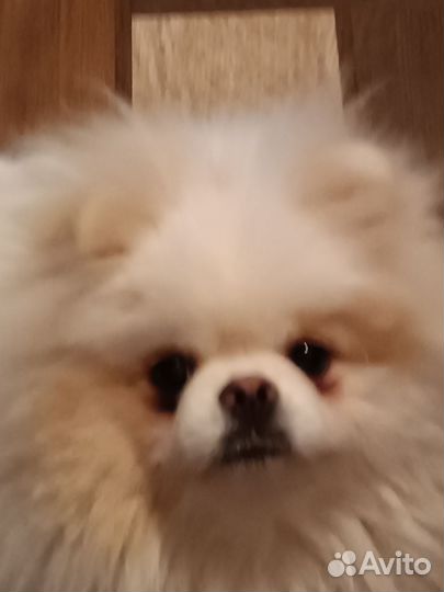 Вязка собак шпиц Белгород