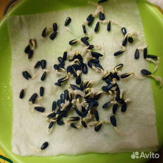 Семена подсолнечника