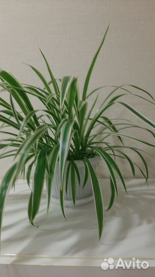 Хлорофитум