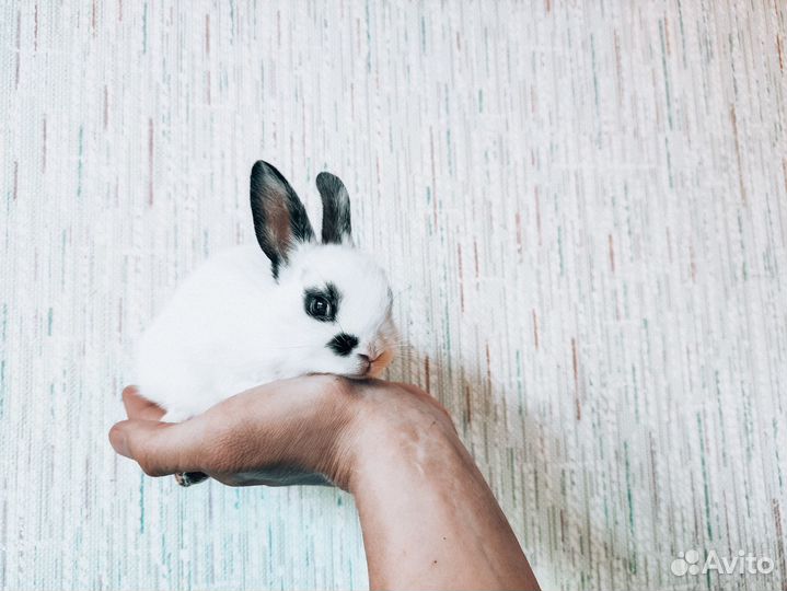 Мини карликовый кролик