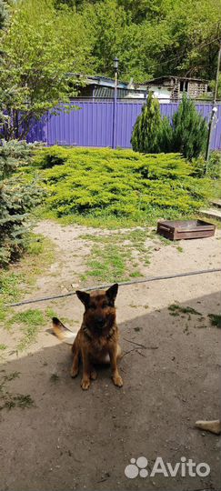 Немецкая овчарка в добрые руки