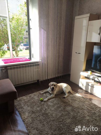 Передержка и выгул собачек