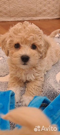 Мальтипу ф1