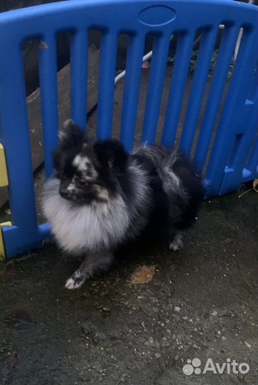 Померанский шпиц нарядный Артемон мерле