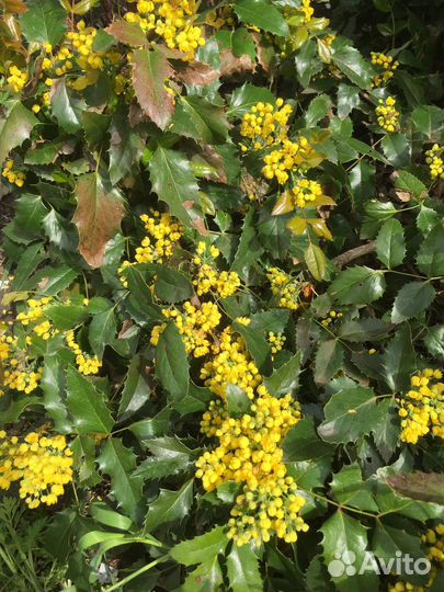 Магония подуболистная