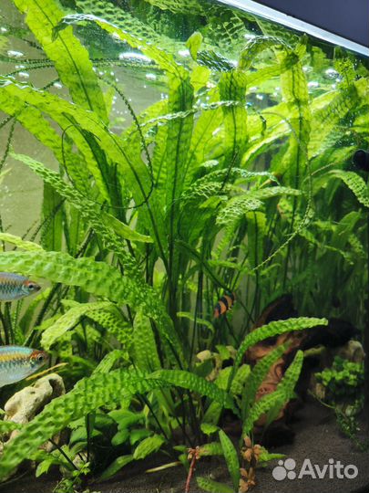 Криптокорина апоногетонолистная