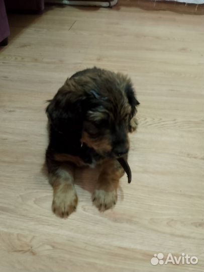 Собака в добрые руки отдам бесплатно