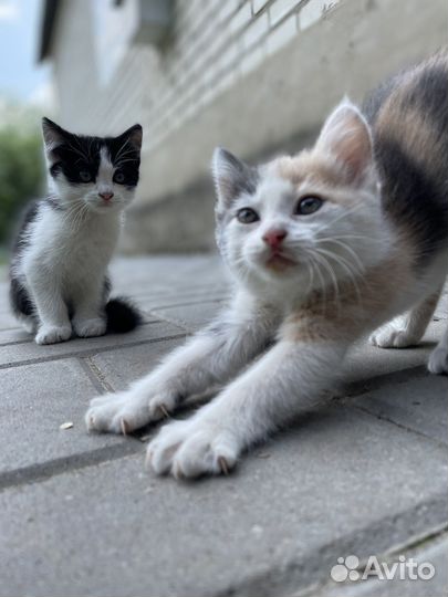 Кошка в дар