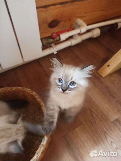 Невские маскарадные котята