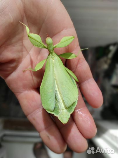 Палочник анамский насекомое тропическое