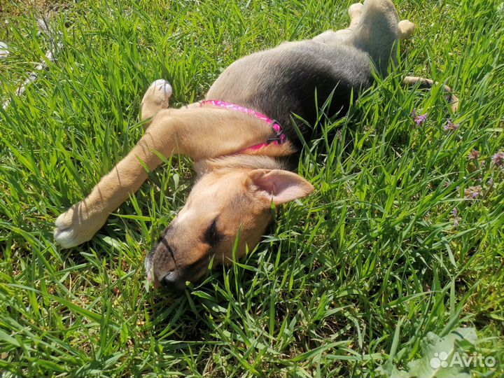 Щенки в добрые руки отдам бесплатно