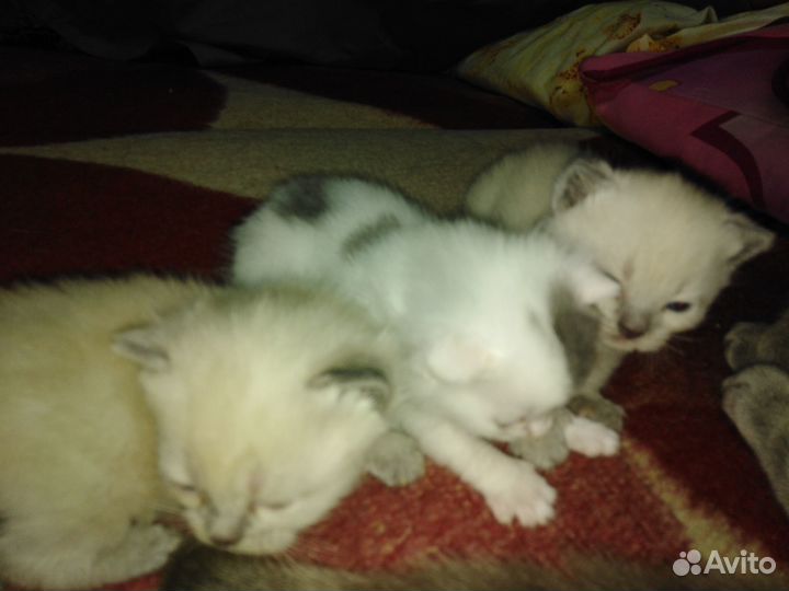 Отдам котенка в добрые руки
