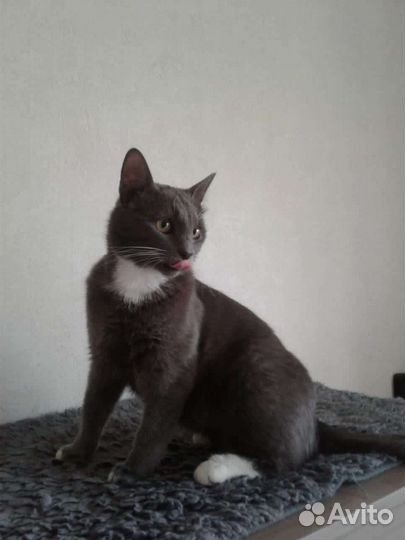 Кошка ищет дом