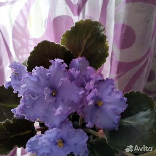 Фиалки цветущие