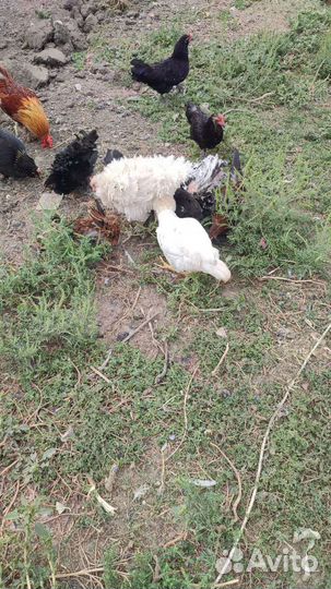 Куры (Дикоротивные)