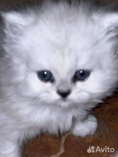 Персидская