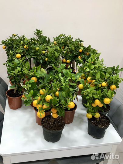 Мандариновое дерево с плодами