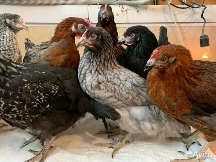 Куры несушки доминант,бройлер, индюки