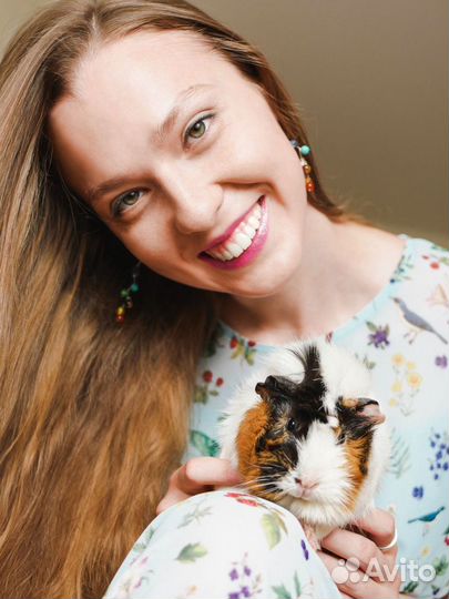 Передержка морских свинок. Бесплатно