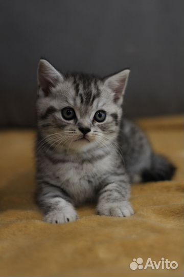 Шотландская