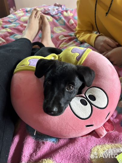 Щенок в добрые руки