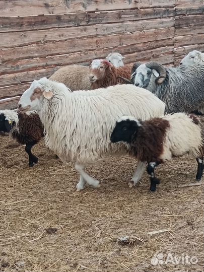 Овцы бараны ягнята