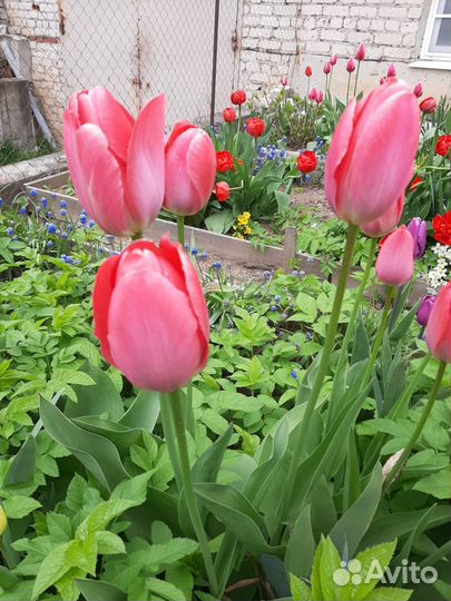 Тюльпаны