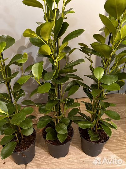 Фикус моклейм