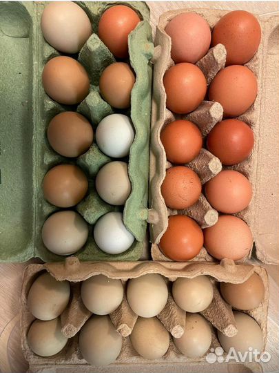 Цветные яйца разных пород на инкубацию