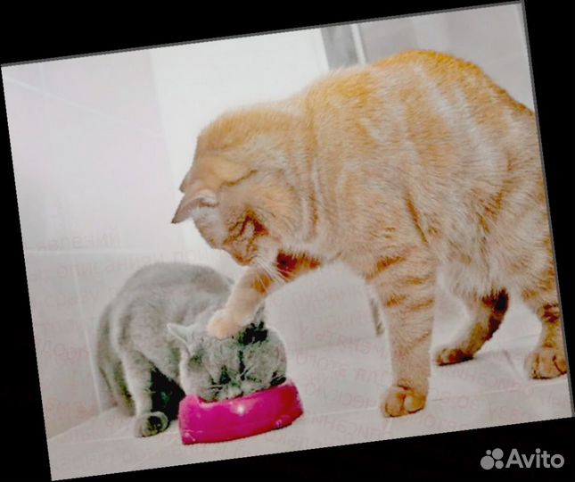 Сборщик-комплектовщик /без опыта Беспл.Одежда Отл