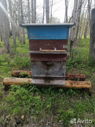 Среднерусские пчелы