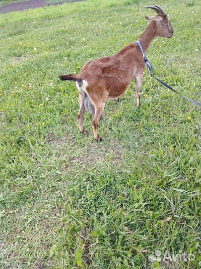 Дойная. нубийская коза