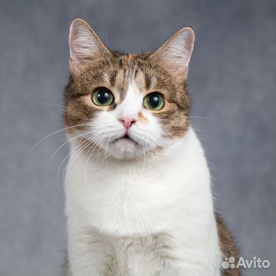 Кошечка Заюшка, ласковая и нежная