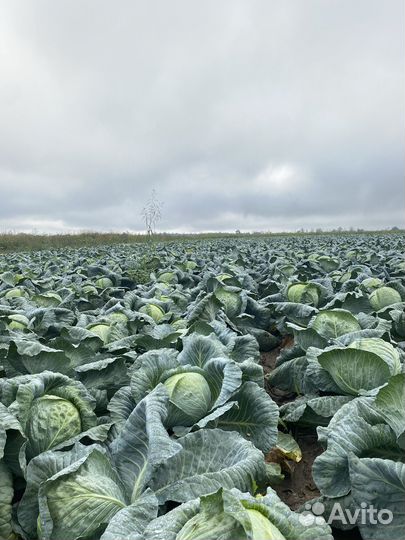 Торг на месте