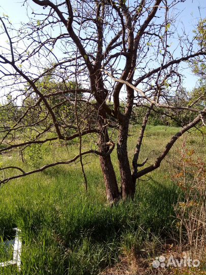 Деревце граната финик инжир