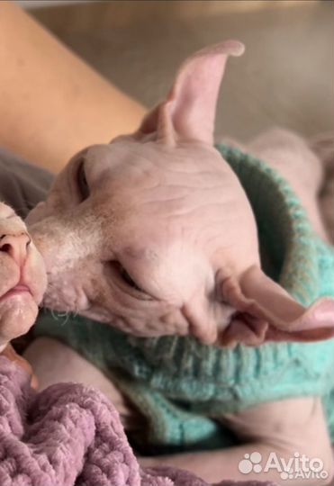 Канадский сфинкс эльф на вязку