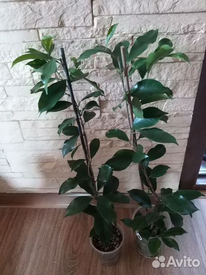 Комнатные растения