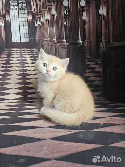 Шотландский килт манчкин