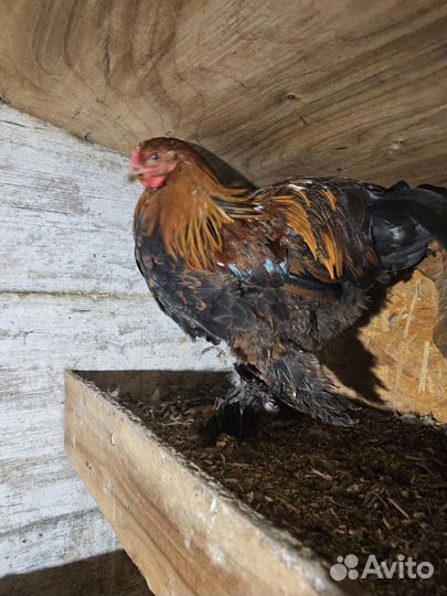 Петухи породы брама молодой