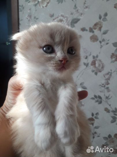 Кошка в дар