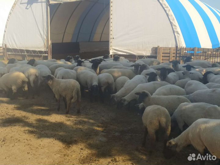 Овцы Суффолк