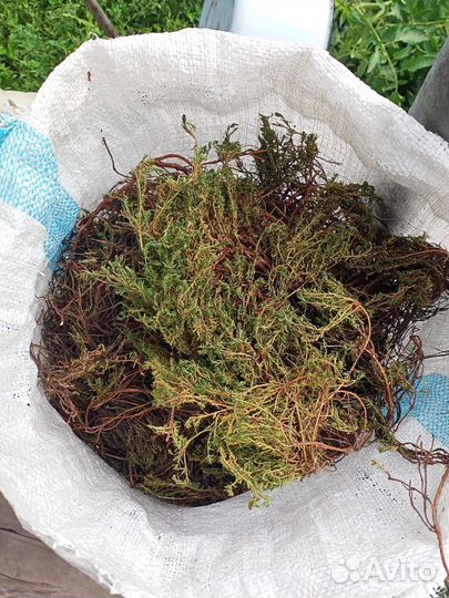 Лечебная, шикша сибирская.Республика Алтай