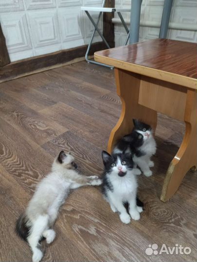 Котята в добрые руки бесплатно