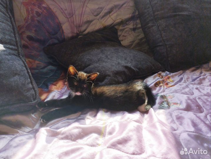 Котята (папа - Вислоухий британский котик)