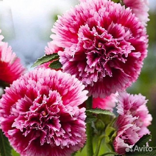 Мальва Шток роза, ирисы, сапонария