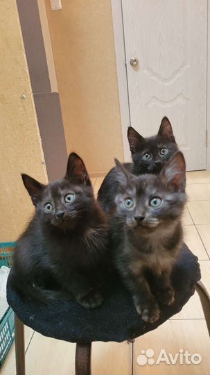Домашние животные кошки