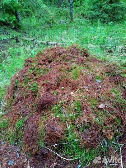 Мох 11 мешков